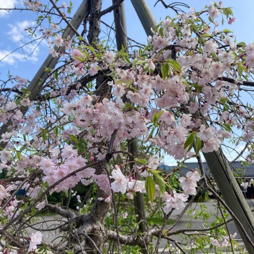 ものがたりの街の桜
