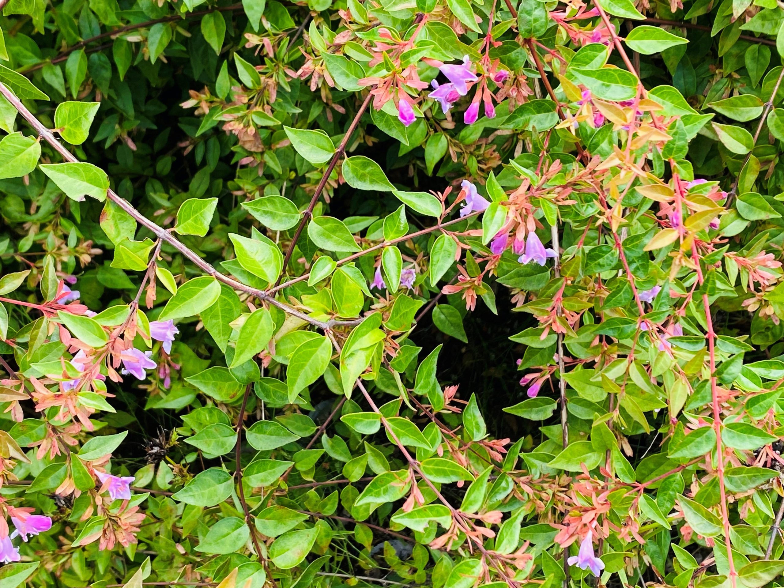 ピンクの花が珍しいアベリア（花の時期は長く、５月～１１月まで咲きます）