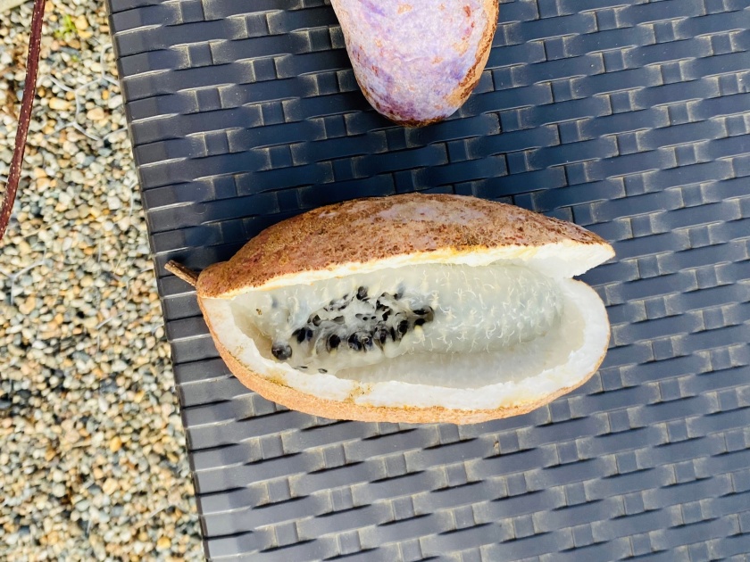 あけび