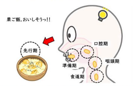 美味しい香りや見た目から摂食は始まります(先行期)