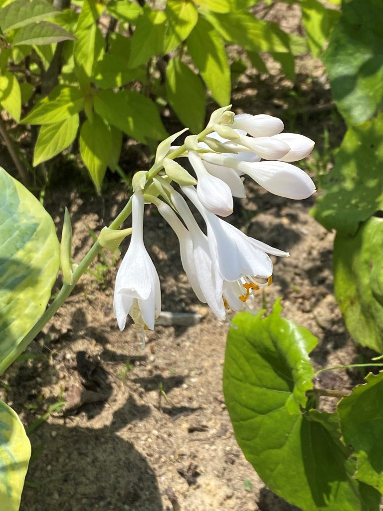 中庭には新しく植えたギボウシ