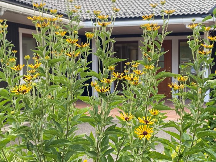 ものがたりの街の植物たち-宿根草のルドベキア