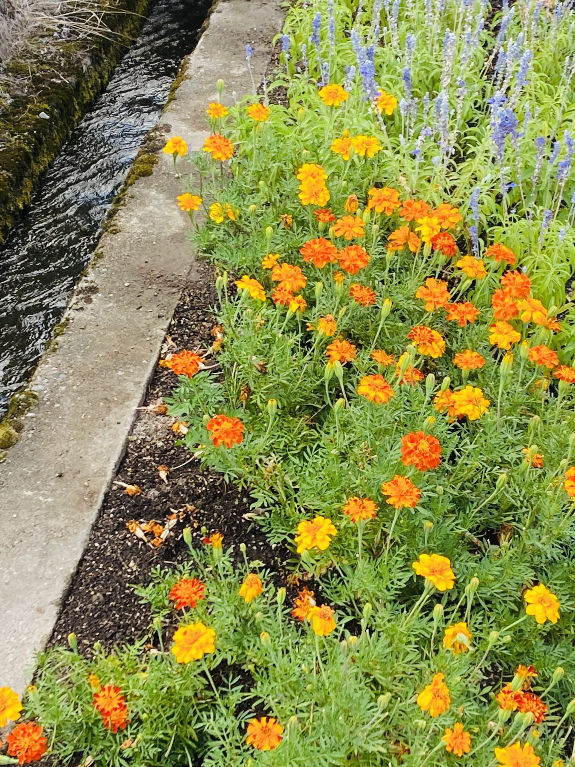 ものがたりの街の植物達