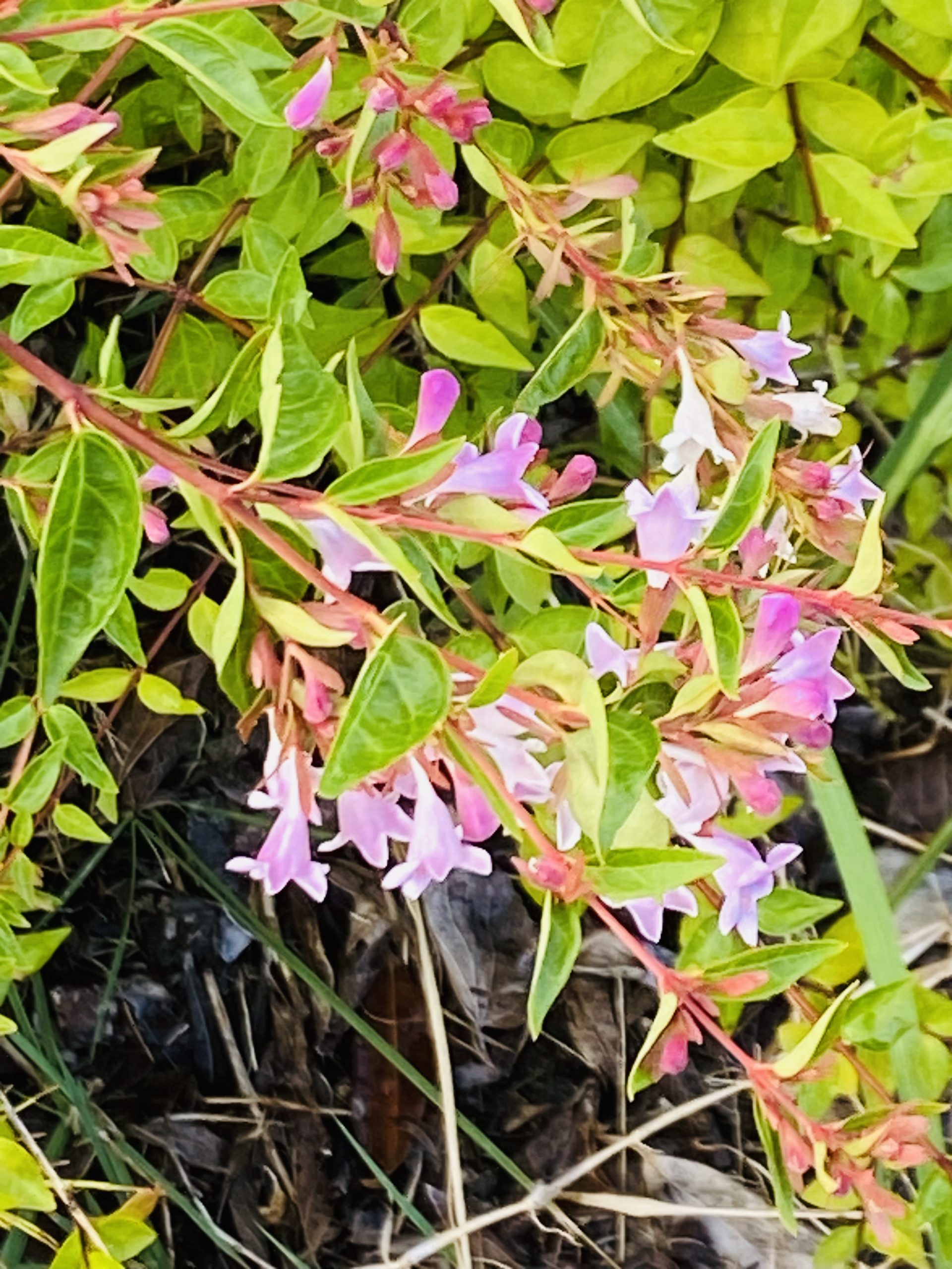 ものがたりの街の植物達
