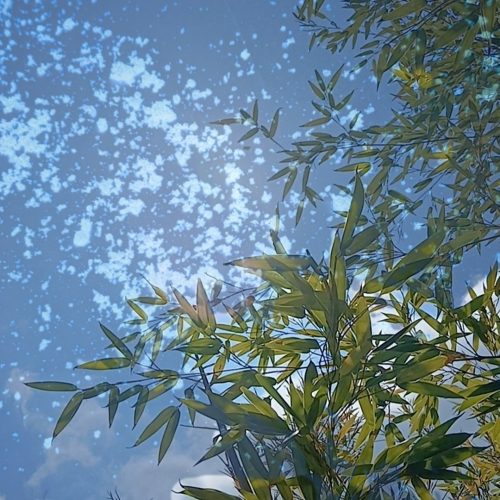 七夕の物語と猛暑の一日